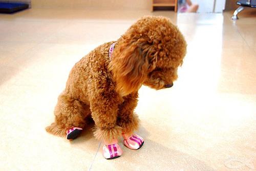 泰迪犬嘴巴臭是什么原因,泰迪犬突然口很臭怎么回事