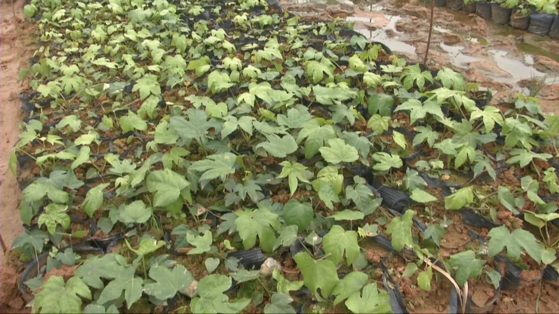 农民为什么抢种抢收,农民纷纷种植但又降价的东西