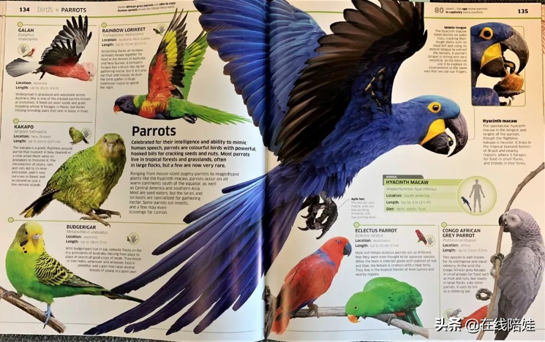 dk知识大百科全套,dk知识大百科书金银版