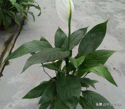 一帆风顺叶子发黄的解决方法,一帆风顺叶片枯萎发黑是什么原因