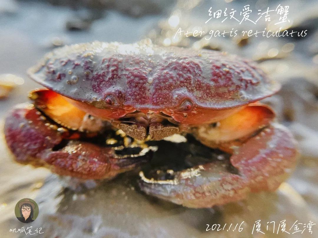 鼓浪屿赶海抓虫,鼓浪屿赶海佛手螺