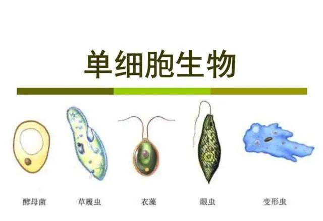 物种起源纪录片,物种的起源全文免费阅读