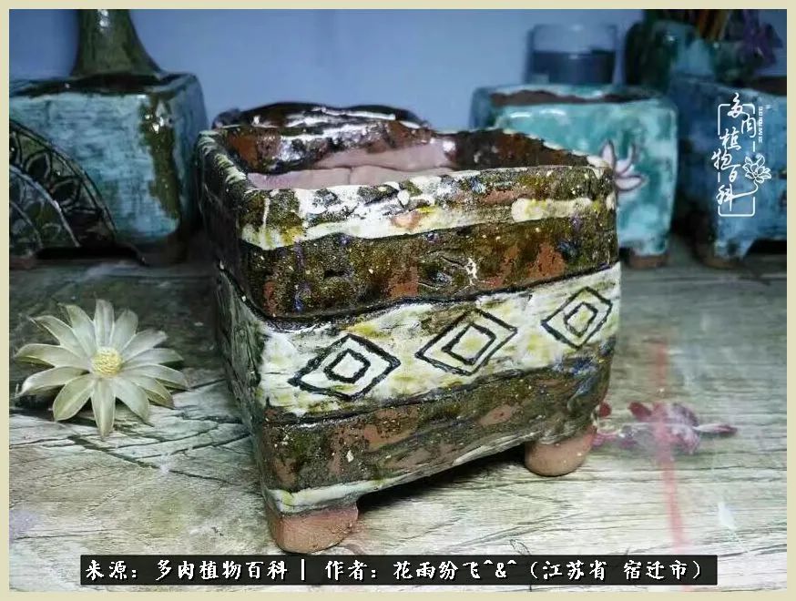 我家老臧：从反对到爱屋及乌的多肉守护人