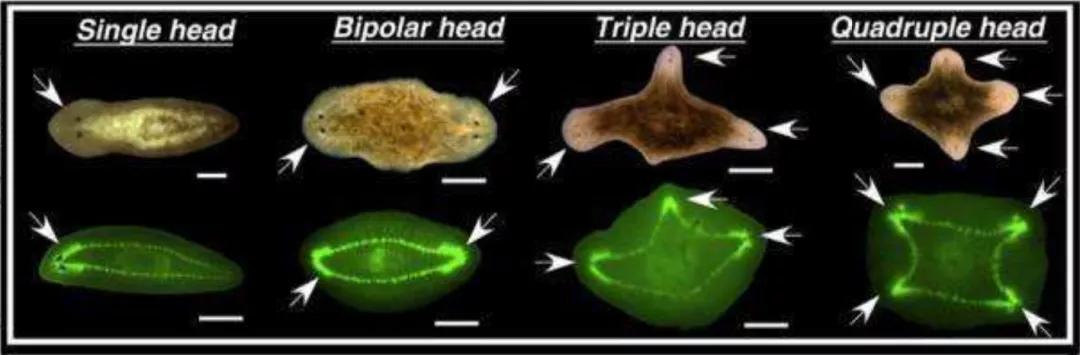 羡慕蚯蚓一分为二的特技？我涡虫可以一分为二百七十九