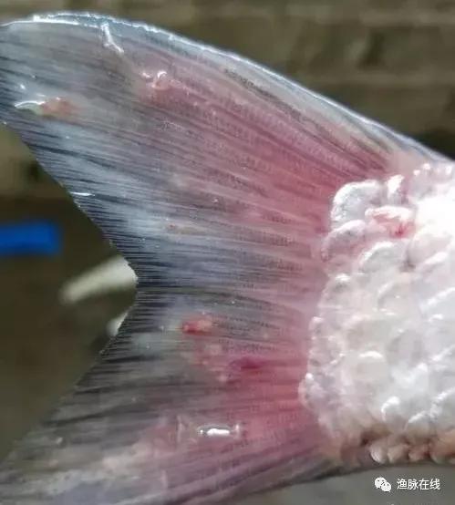 鱼塘铁锚虫难治怎么办,鱼塘斜管虫防治方法