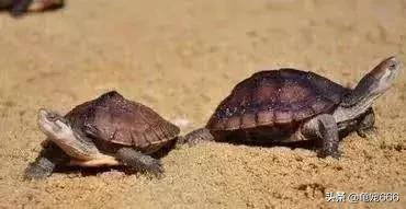 龟的眼睛科普知识,龟的冷知识有哪些
