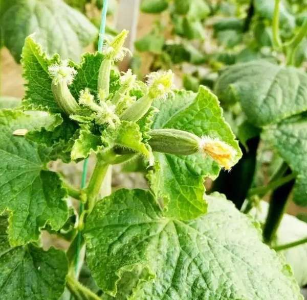 黄瓜出现花打顶怎么办,黄瓜打顶救过来还能高产吗