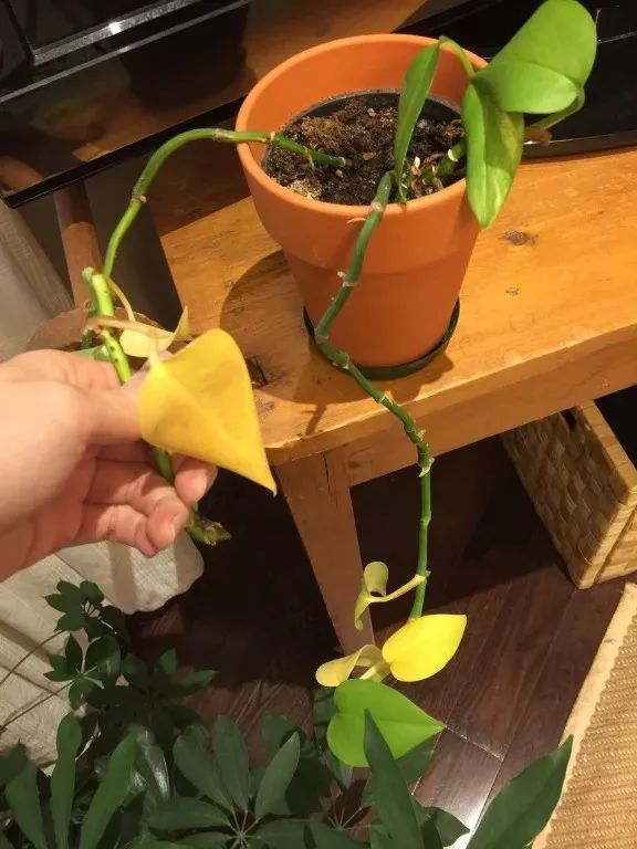 绿萝浇啤酒后叶子突然发黄怎么办,绿萝放在空调房里为什么叶子发黄