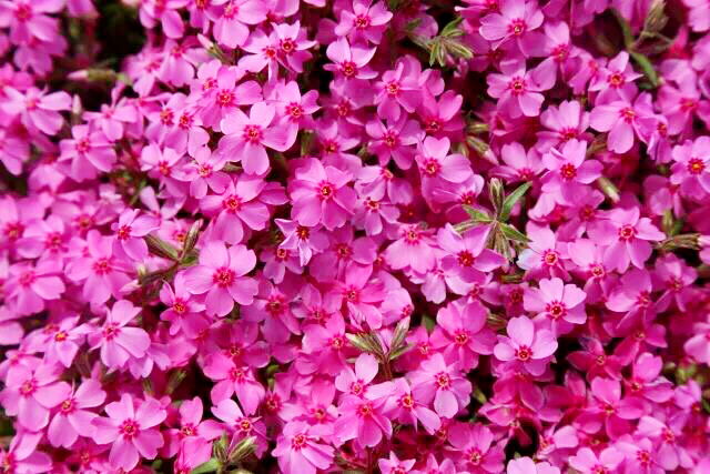 河北芝樱丛生福禄考种植基地,上海芝樱丛生福禄考报价