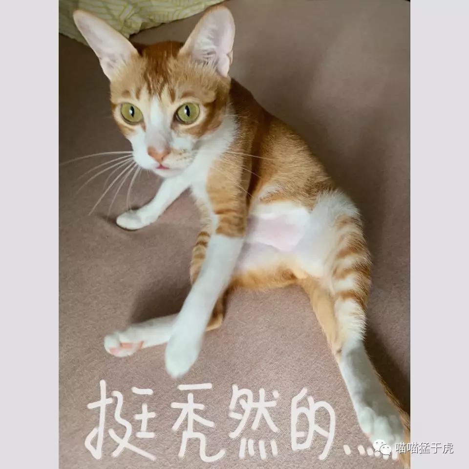 治疗猫咪抑郁症的四个方法图,猫抑郁的最佳治疗方法