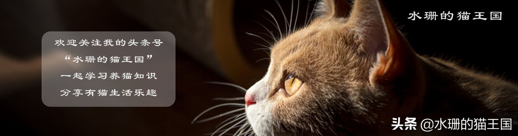 猫咪便秘最快通便药,猫咪便秘小妙招