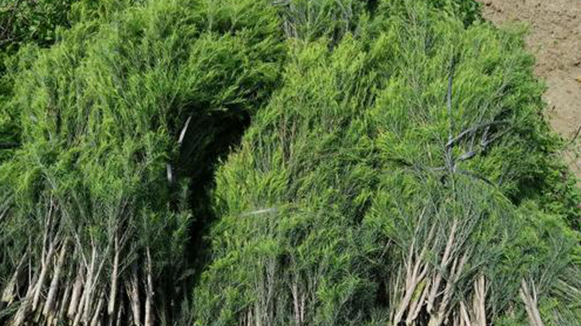 芳香精油课程,15秒带你了解茶树精油
