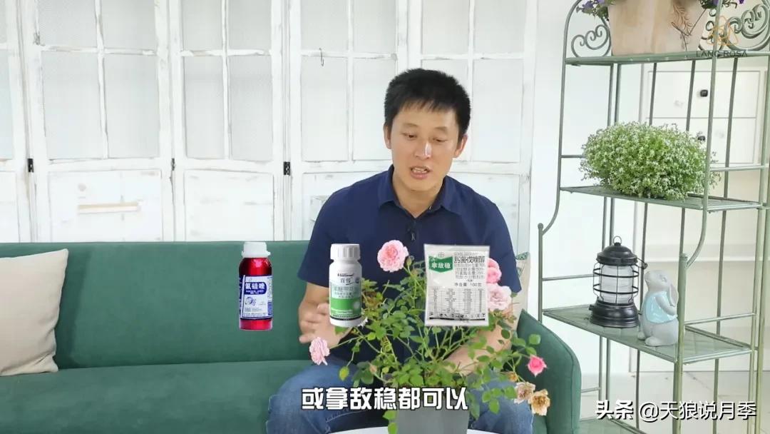 红蜘蛛的防治花草,如何预防红蜘蛛和黑斑病