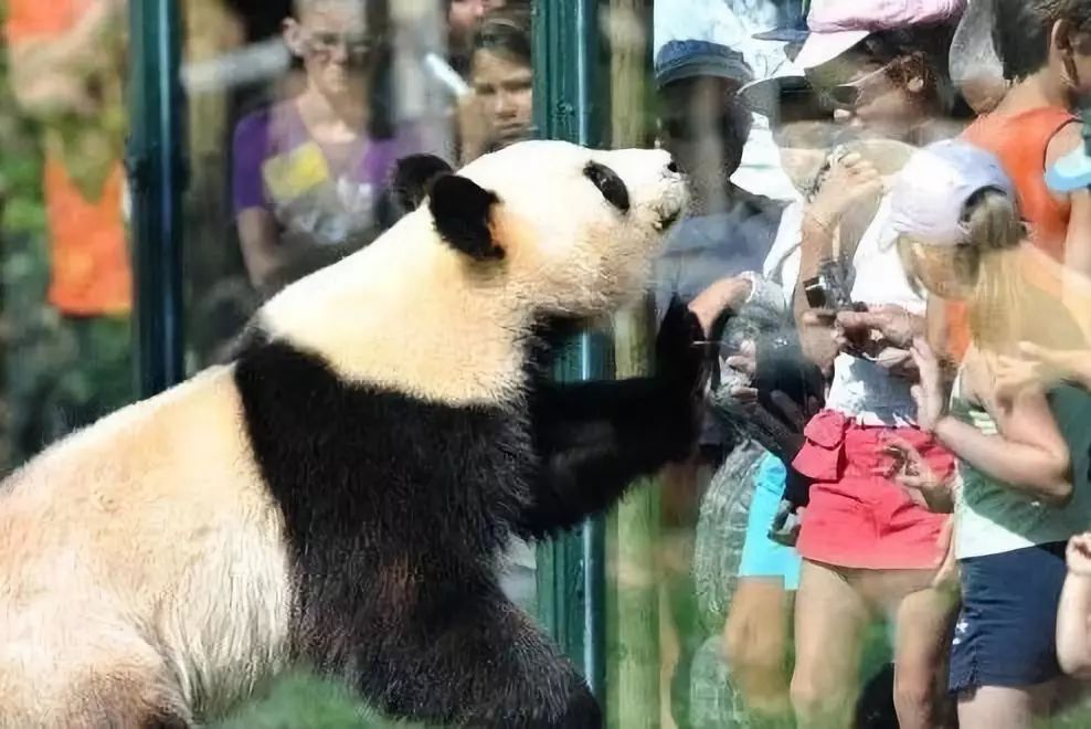 为什么全世界都喜欢大熊猫,世界各地的人们都喜爱大熊猫英语