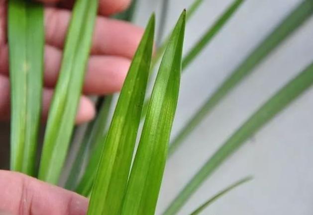 兰花得病用什么药,怎么提前发现兰花是否得病