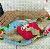 被猫狗咬伤如何正确处理,被猫狗咬伤十天了还能打针吗