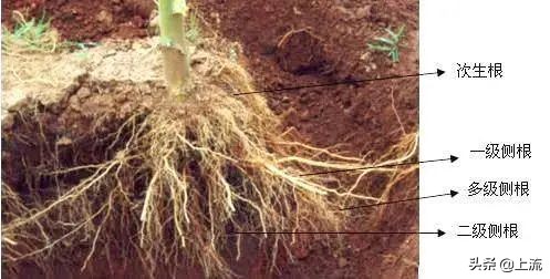 上大学学种地,上农业大学真的要种地吗