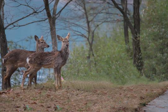 觅春出行湖岛度假丨来泊洲佰翔一键解锁春天吧！