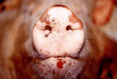 小猪脚趾甲肿怎么治疗,小猪口腔溃疡图片