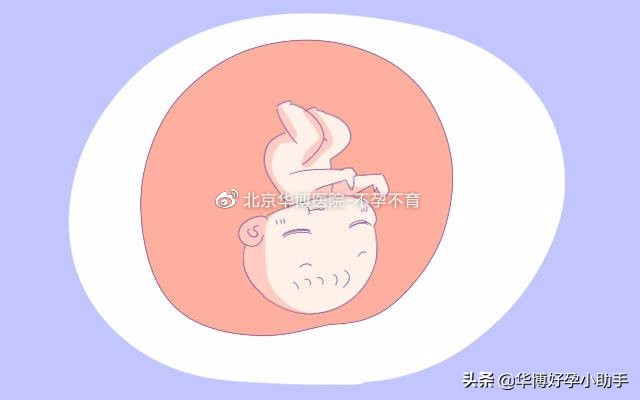 从胎儿着床到有胎芽胎心要多久,从受孕到着床