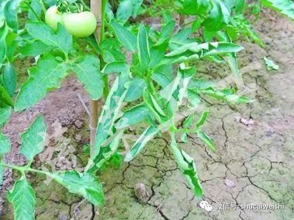 种的蔬菜卷叶是怎么回事,蔬菜的叶子有卷叶病怎么办