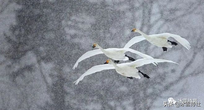 「会员风采」尹国建||疫期复工戏题