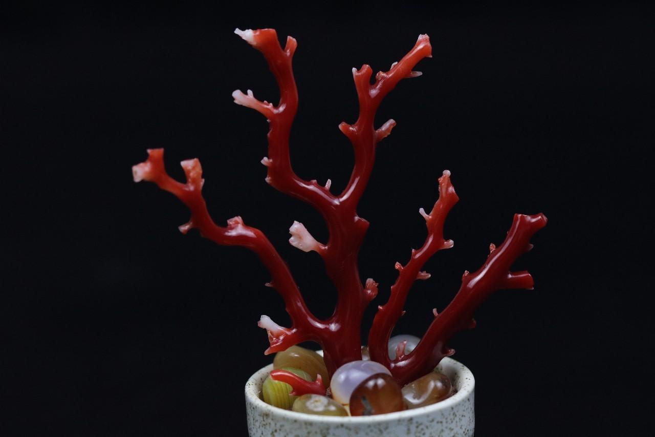 稀世珍宝石,珍宝红珊瑚