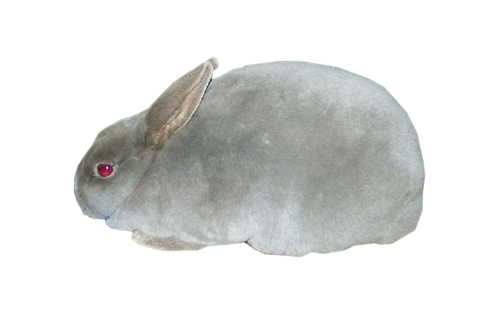 兔子种类好养排名,兔子有其它颜色吗