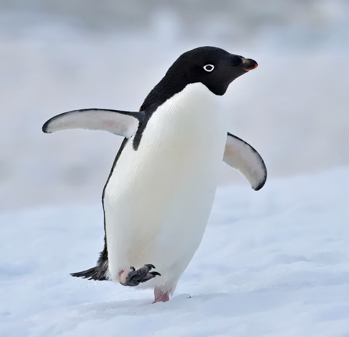 企鹅为什么喜欢踢同伴下水,有一种企鹅踹同伴