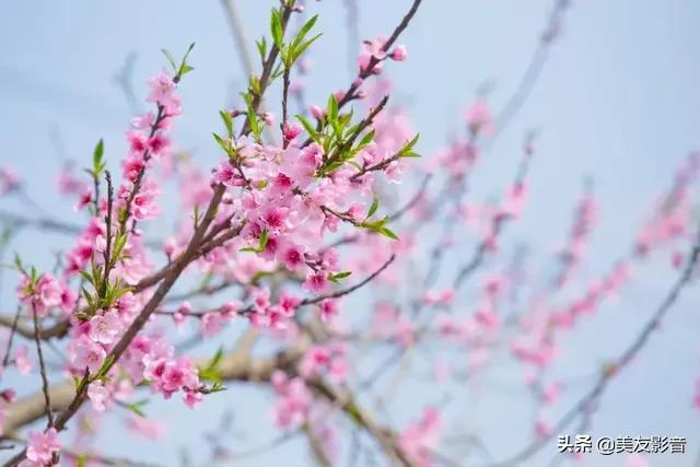 春分时节最具代表性的诗词,十首春分诗词带你览尽美好春光