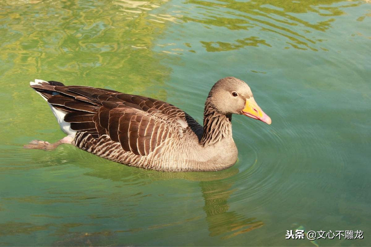 浙江菜笋干老鸭汤,好吃的笋干老鸭煲