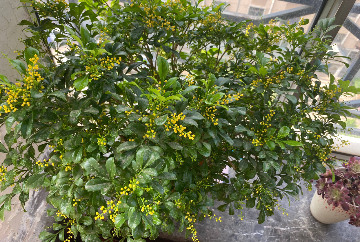 米兰花的四季养护方法和注意事项,米兰花冬天怎么养护和浇水方法