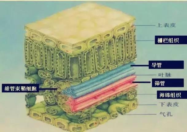 柑橘溃疡病的最佳防治时期,柑橘溃疡病的最佳防治措施