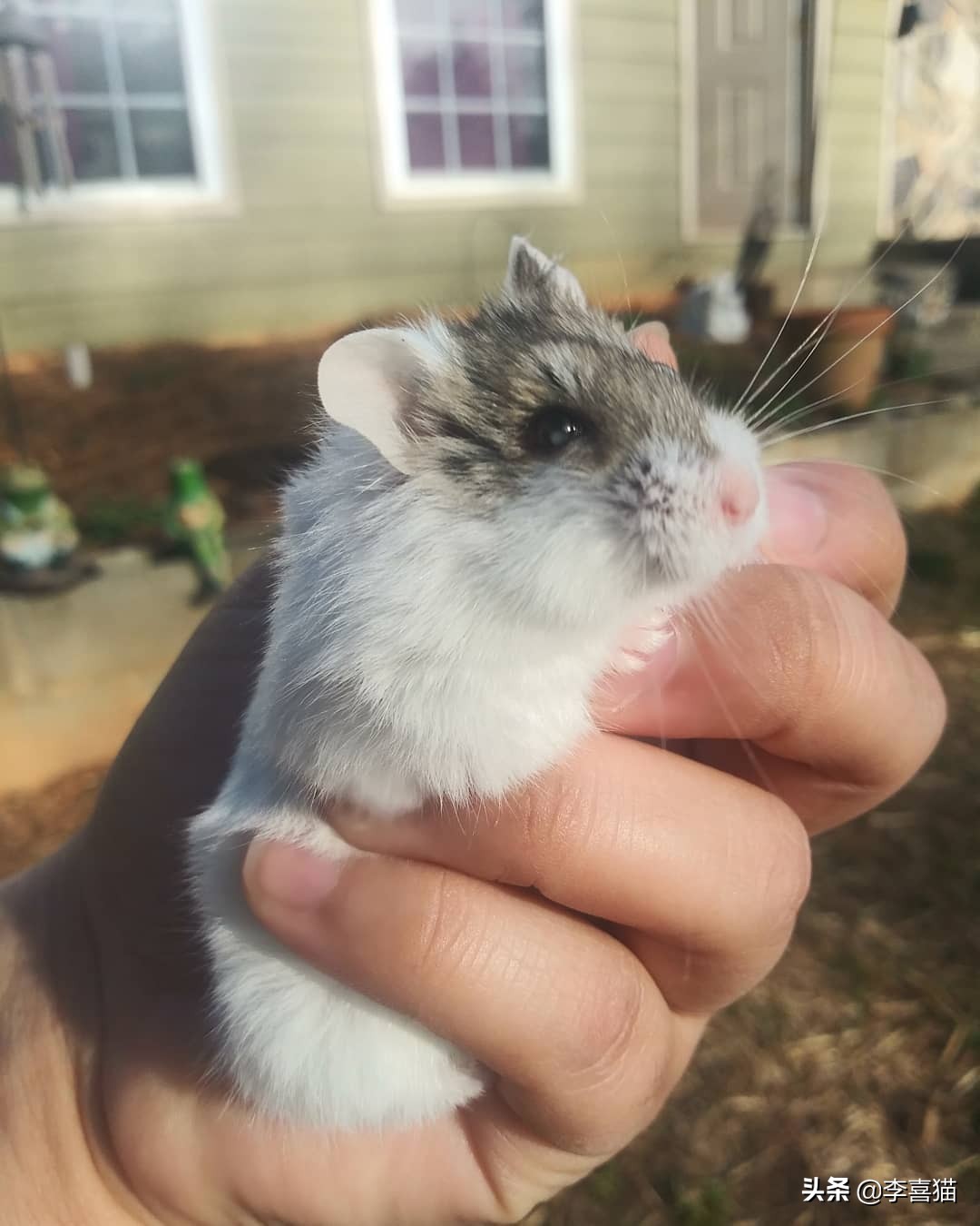 只养一只母仓鼠会孤单吗,仓鼠是独居动物不能两只一起养吗