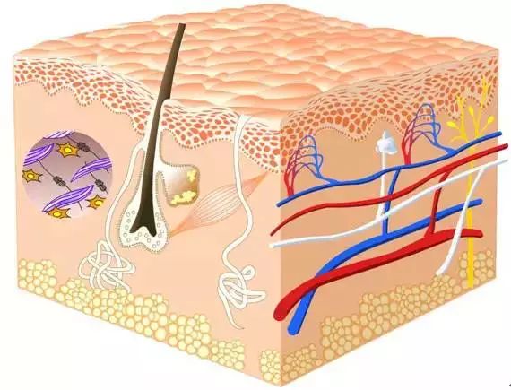 化妆品成分中有哪些是矿物质成分,化妆品成分表中成分名称标注顺序
