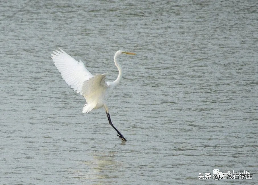 澶х編鏃犳瀬楂樻竻鐩存挱,澶х編鏃犳瀬