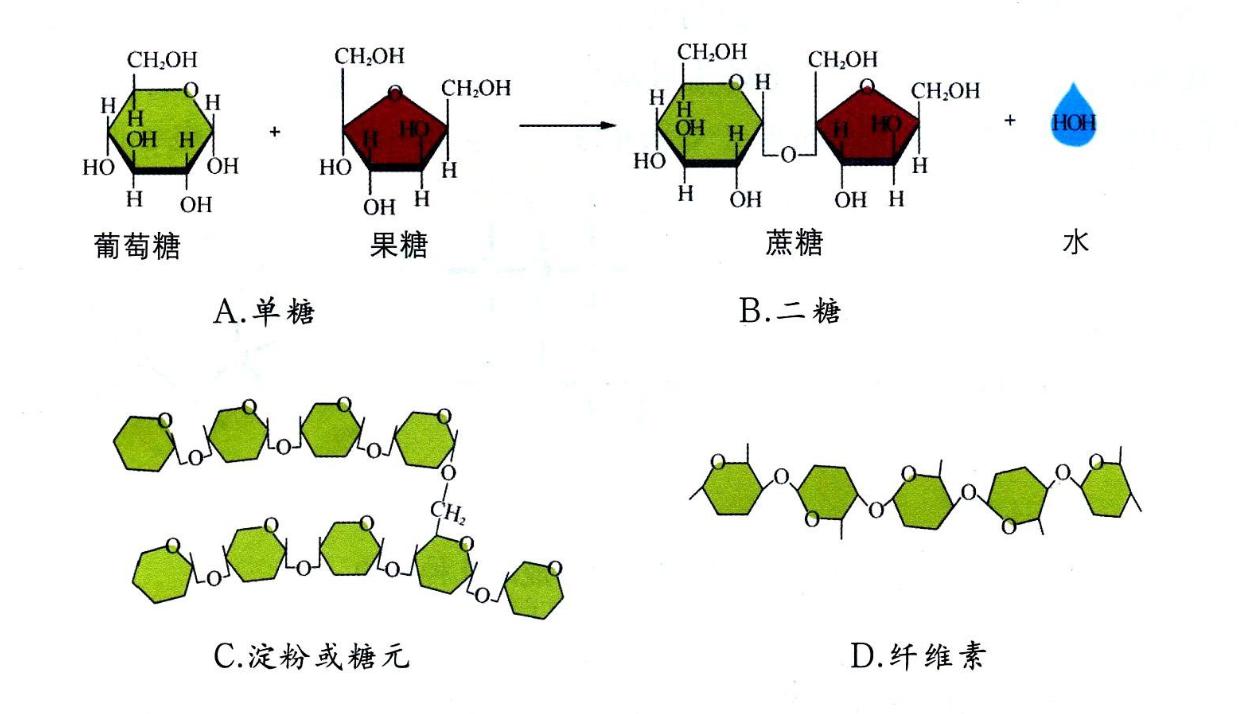 你真的了解糖吗,你真的了解咖啡因吗