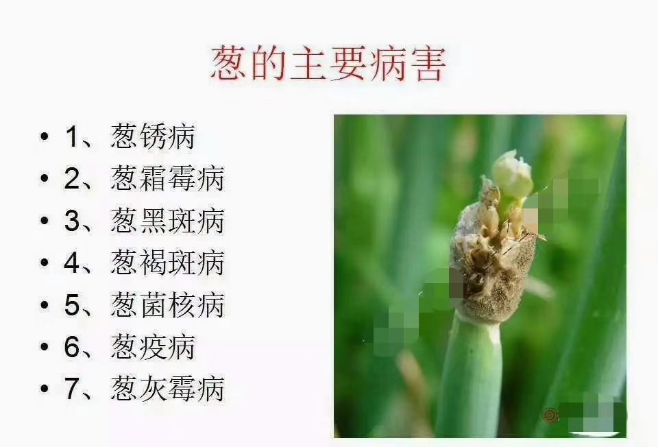 大葱葱白腐烂、死亡，是葱小菌核病在作怪，对症下药，轻松解决