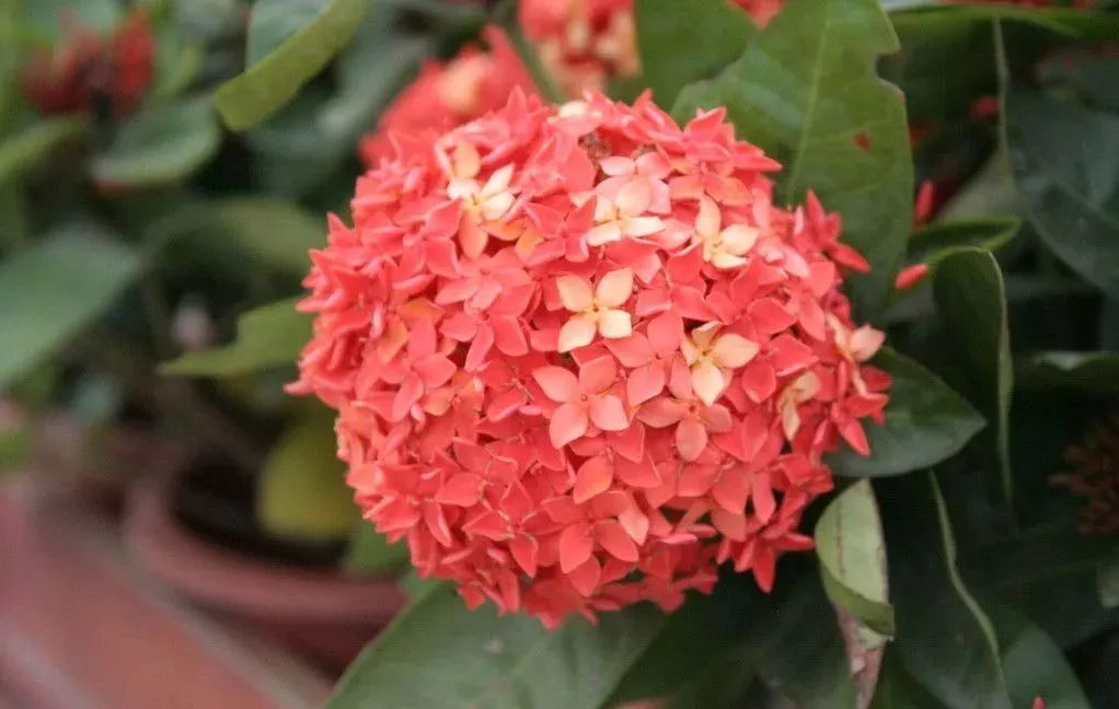 盘点世界各国国花中国国花,各国国花的图片大全