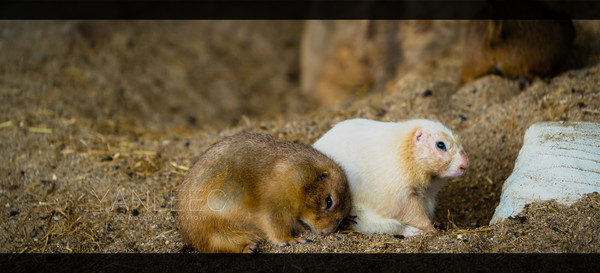 最新玩转泰国攻略,泰国旅游漫游