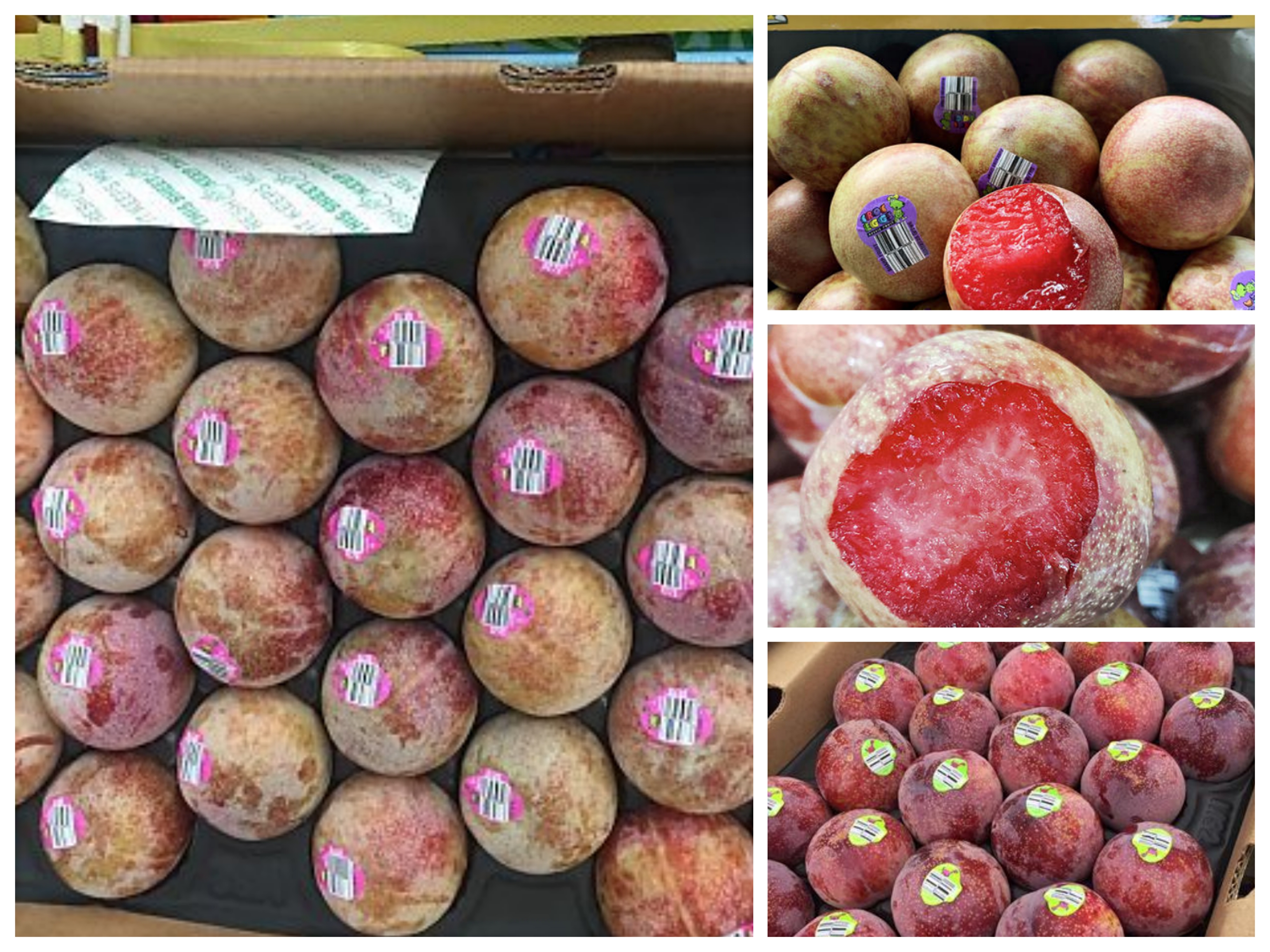 新品种恐龙蛋李子为什么这么火,恐龙蛋李子品种详细介绍