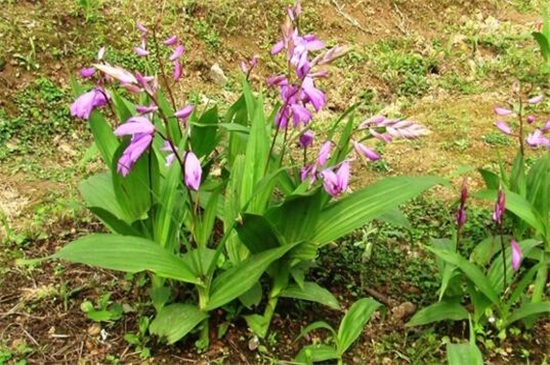 白芨出售时怎样分类,这段时间收购的白芨有哪些