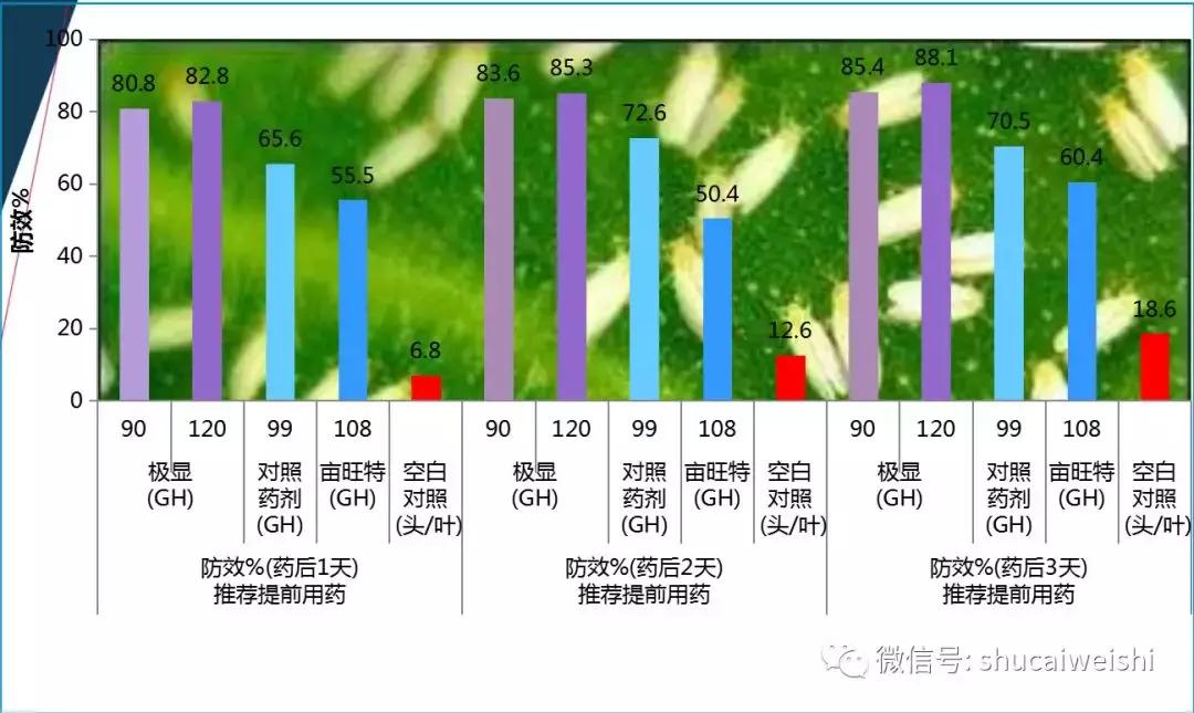 拜耳消杀白粉虱,拜耳治白粉虱特效药