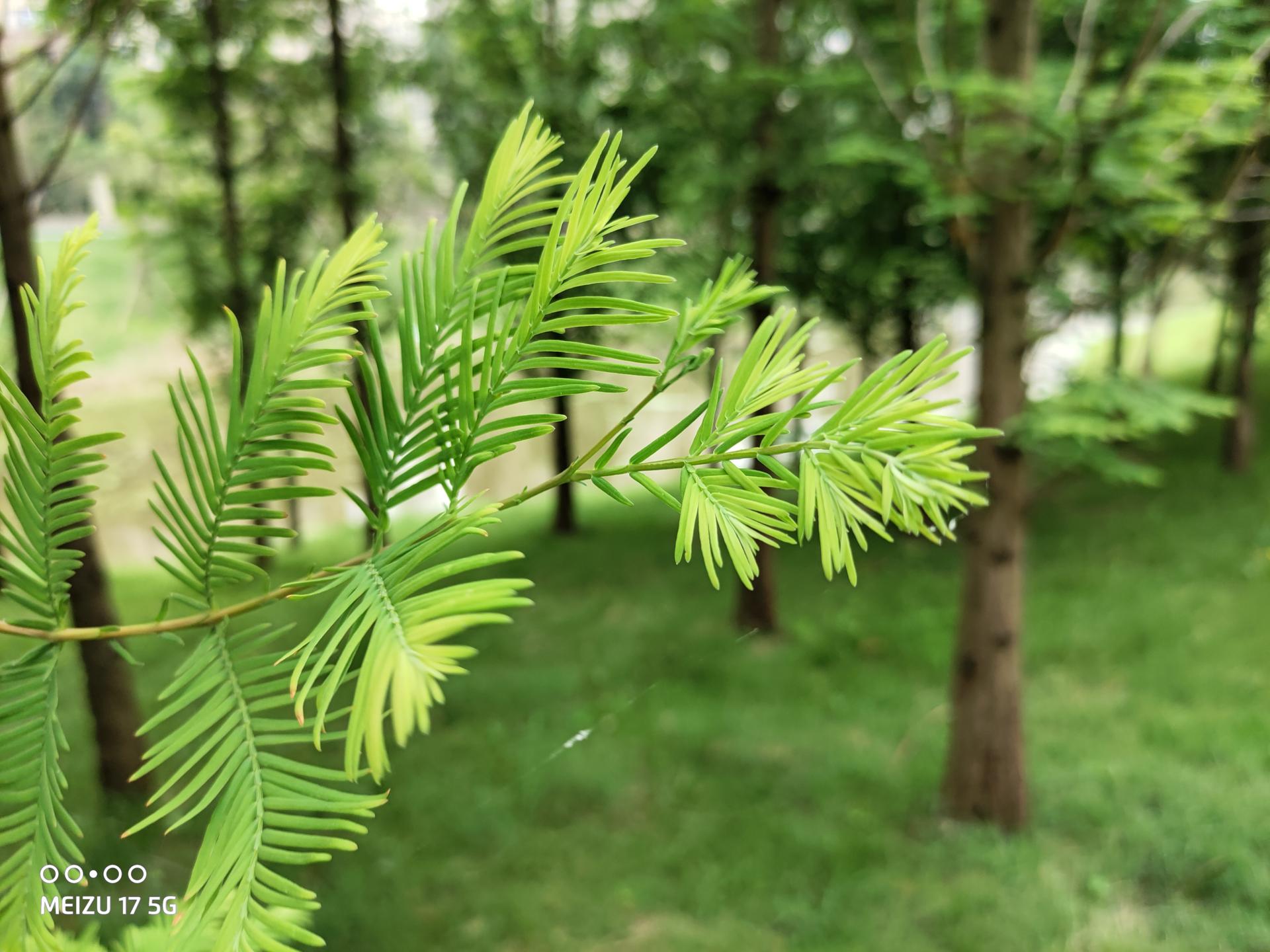 魅族17手感怎么样,魅族17真的来了吗