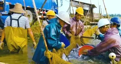 长途运输的鱼怎么入缸,活鱼在长途运输中该如何做