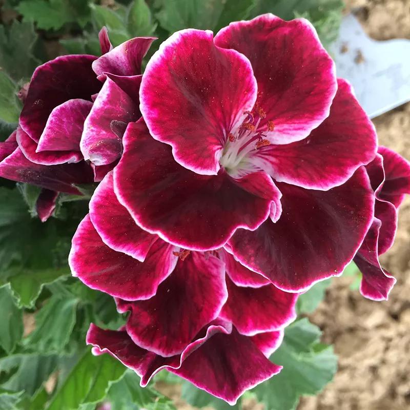 10种天竺葵,天竺葵100种图片大全