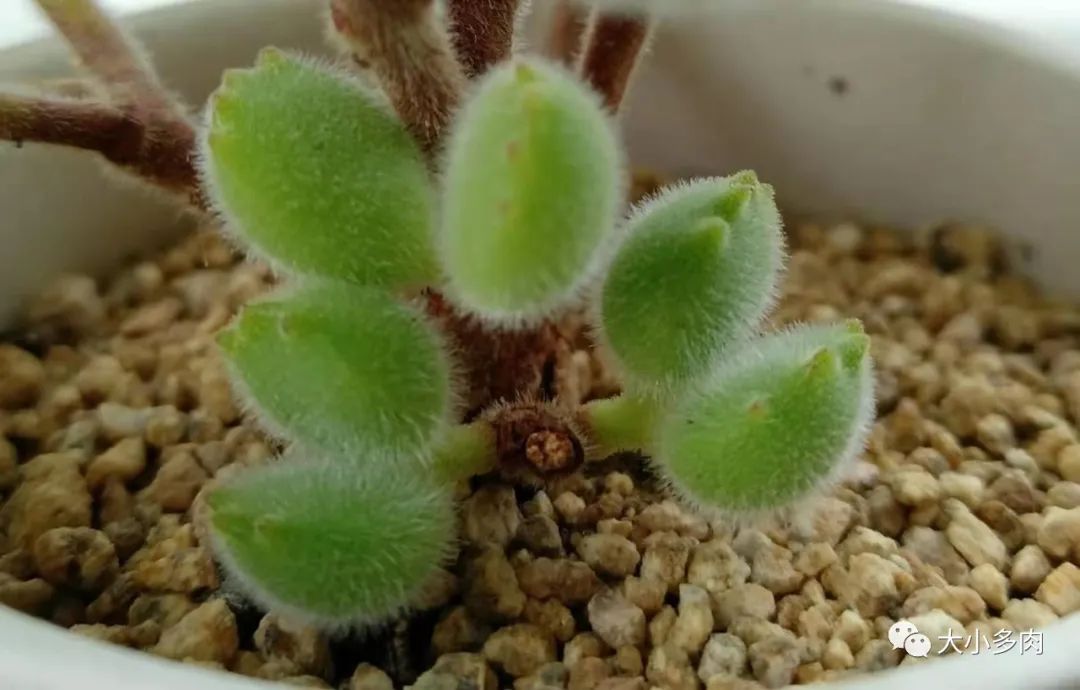 熊童子老叶干瘪新叶不长,熊童子很饱满但没有爪子怎么办
