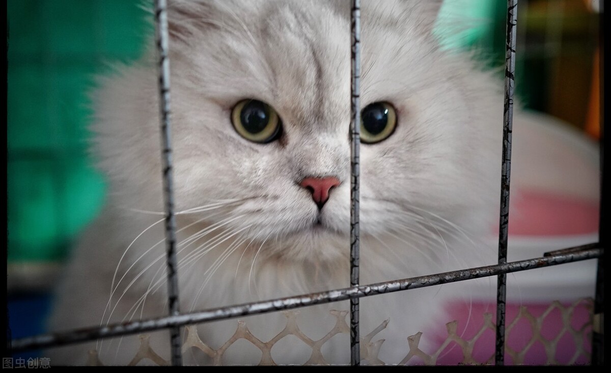 脸上长了猫癣的疤怎么办,脸上长猫癣症状