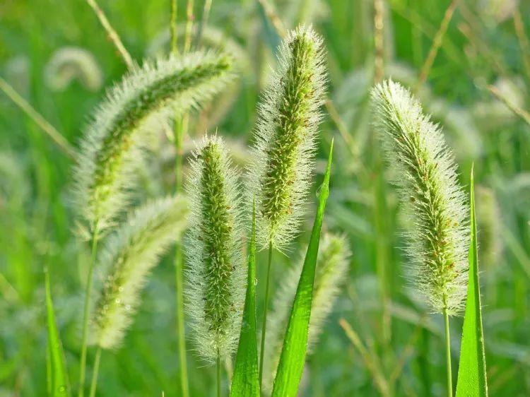 路边随便采野花,路边哪些草可以当猫草