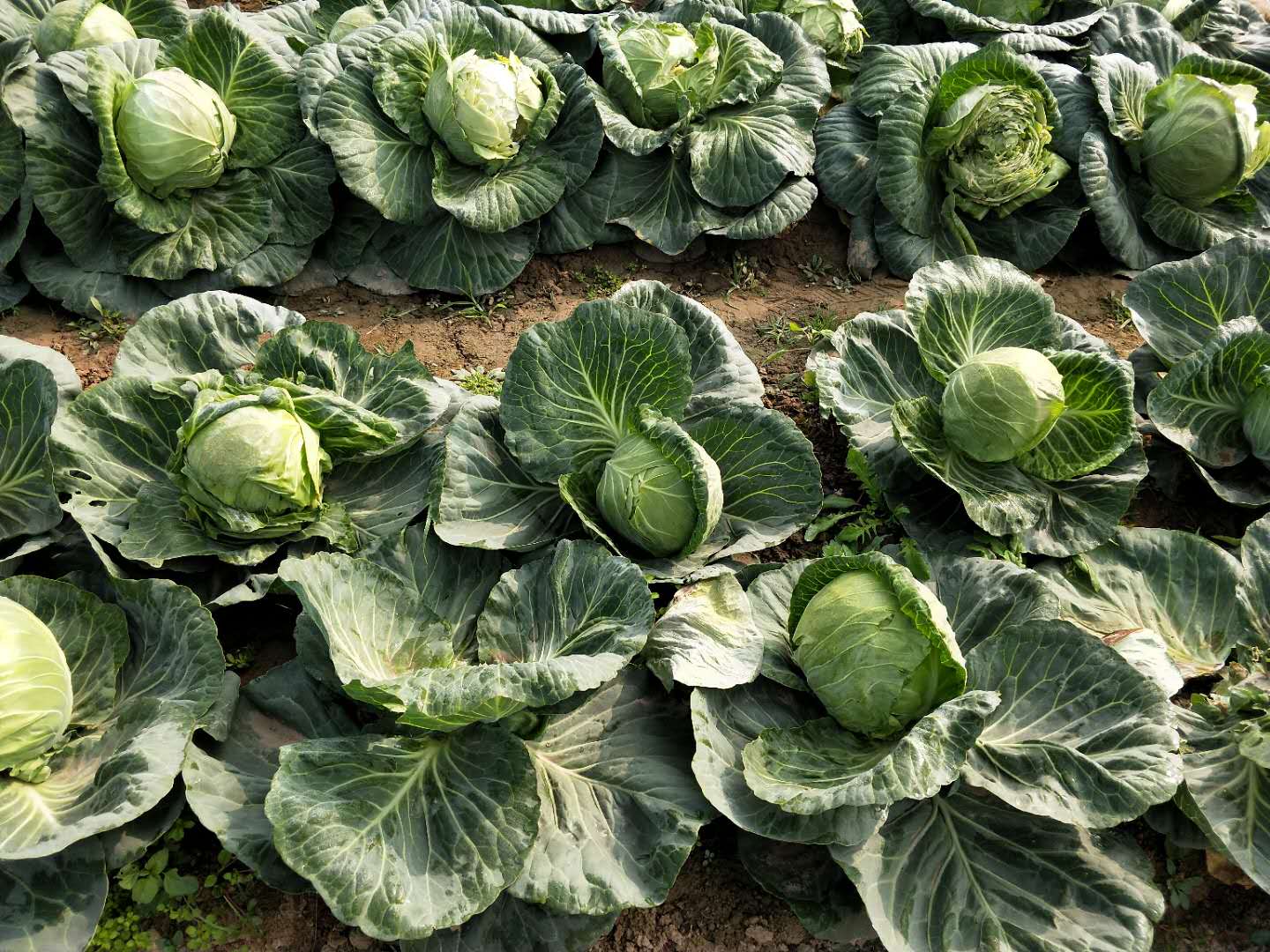 蔬菜施硼肥的正确方法,种蔬菜可以用硼肥吗